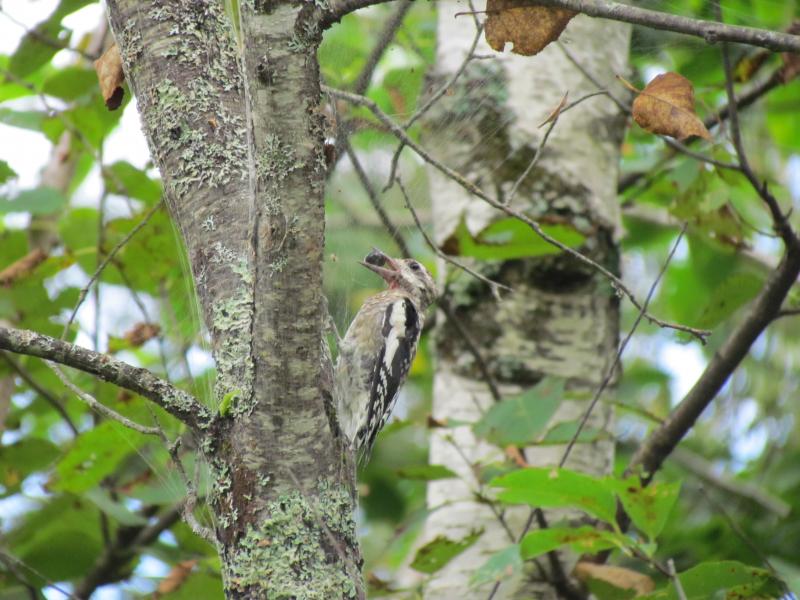 A yellow-bellied sapsucker juvenile in Winthrop. Courtesy of Jeff Wells